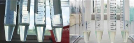 Nghiên cứu khả năng chống lão hóa da bằng serum dầu dừa kết hợp với tế bào gốc nhung hươu